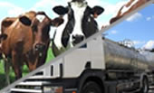 Dairy